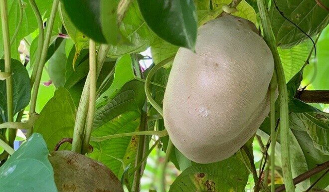 “Wild-Grown Root Transforms into a Gourmet Delicacy: Superior Laxative Properties Over Sweet Potatoes, Incredibly Easy to Cultivate, Roots Take Hold Instantly Upon Touching Soil”