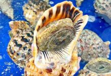 Exquisite Snail Delicacy: A Royal Treat at $70 Per Snail, Perfect for Sashimi Indulgence