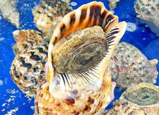 Exquisite Snail Delicacy: A Royal Treat at $70 Per Snail, Perfect for Sashimi Indulgence