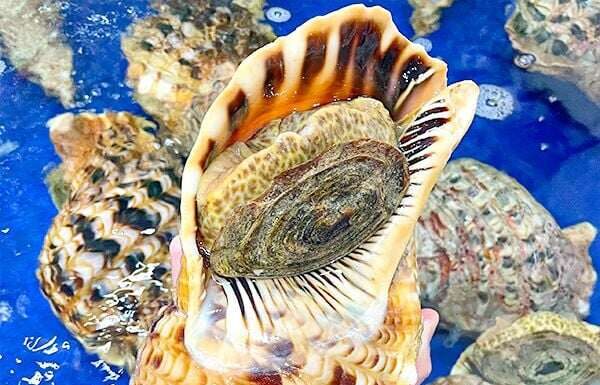 Exquisite Snail Delicacy: A Royal Treat at $70 Per Snail, Perfect for Sashimi Indulgence