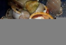 “From Stinky Snails to Gourmet Delicacy: How This Once-Shunned Creature Now Commands $12/kg in Top Restaurants”