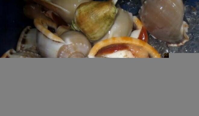 “From Stinky Snails to Gourmet Delicacy: How This Once-Shunned Creature Now Commands $12/kg in Top Restaurants”