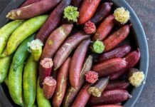 The World’s Most Expensive Fruit, Successfully Cultivated in Vietnam with a 10-Month Harvest Cycle, Now a Premium Delicacy at $27/kg