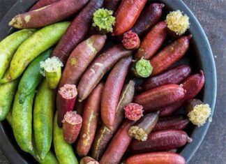 The World’s Most Expensive Fruit, Successfully Cultivated in Vietnam with a 10-Month Harvest Cycle, Now a Premium Delicacy at $27/kg