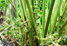 The World’s Most Expensive Fruit: Vietnam’s Abundant Harvest of a Renowned Delicacy, Fetching $52 per Kilogram