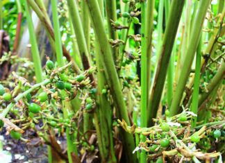 The World’s Most Expensive Fruit: Vietnam’s Abundant Harvest of a Renowned Delicacy, Fetching $52 per Kilogram