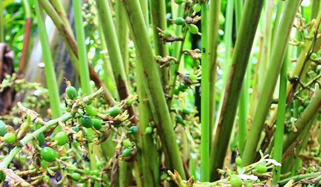 The World’s Most Expensive Fruit: Vietnam’s Abundant Harvest of a Renowned Delicacy, Fetching $52 per Kilogram