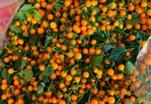 The World’s Most Expensive Fruit, Mass-Cultivated in Vietnam with Just 3 Months to Harvest, Now a Renowned Delicacy Priced at $30/kg