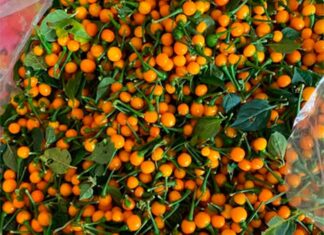 The World’s Most Expensive Fruit, Mass-Cultivated in Vietnam with Just 3 Months to Harvest, Now a Renowned Delicacy Priced at $30/kg