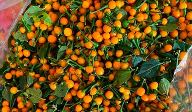 The World’s Most Expensive Fruit, Mass-Cultivated in Vietnam with Just 3 Months to Harvest, Now a Renowned Delicacy Priced at $30/kg