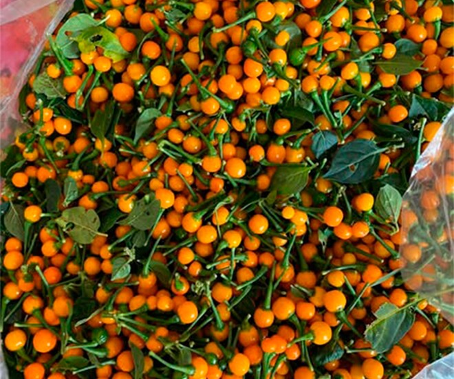The World’s Most Expensive Fruit, Mass-Cultivated in Vietnam with Just 3 Months to Harvest, Now a Renowned Delicacy Priced at $30/kg