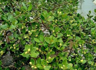 “Bitter Spice-Named Fruit Paired with Stir-Fried Shrimp: Quảng Ninh’s Addictive Culinary Delight”