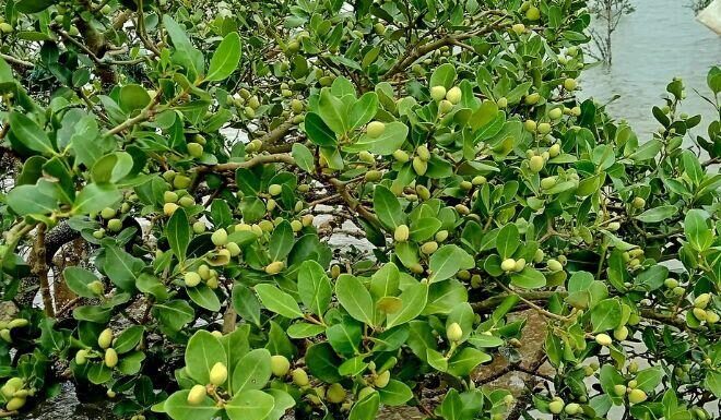 “Bitter Spice-Named Fruit Paired with Stir-Fried Shrimp: Quảng Ninh’s Addictive Culinary Delight”