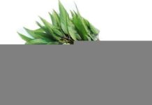 “Japan’s Superfood Secret: Chemical-Free Vegetable Rivals Ginseng, Abundant in Vietnamese Markets for Just 5,000 VND”