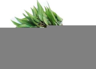 “Japan’s Superfood Secret: Chemical-Free Vegetable Rivals Ginseng, Abundant in Vietnamese Markets for Just 5,000 VND”