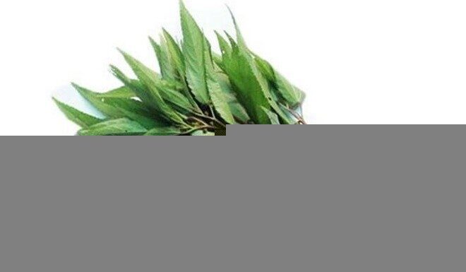 “Japan’s Superfood Secret: Chemical-Free Vegetable Rivals Ginseng, Abundant in Vietnamese Markets for Just 5,000 VND”