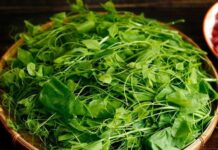 “The Bizarre Vegetable That Makes Diners Cringe Yet Becomes a U.S. Export Sensation for Its Unique Flavor and Superfood Benefits”