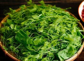 “The Bizarre Vegetable That Makes Diners Cringe Yet Becomes a U.S. Export Sensation for Its Unique Flavor and Superfood Benefits”