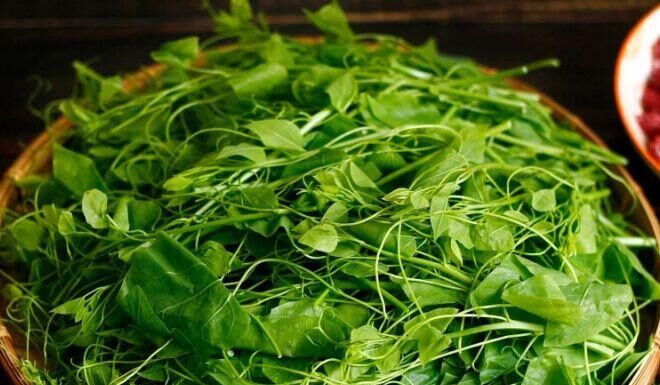 “The Bizarre Vegetable That Makes Diners Cringe Yet Becomes a U.S. Export Sensation for Its Unique Flavor and Superfood Benefits”