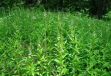 Celestial-Named Wild Greens: Once a Poor Man’s Food, Now a Treasured Medicinal Marvel