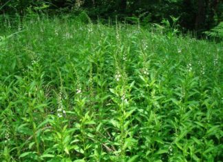 Celestial-Named Wild Greens: Once a Poor Man’s Food, Now a Treasured Medicinal Marvel