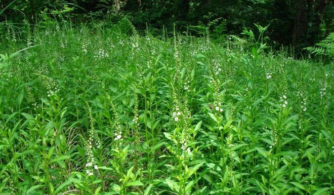 Celestial-Named Wild Greens: Once a Poor Man’s Food, Now a Treasured Medicinal Marvel