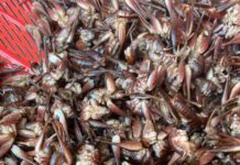 Rare Tree-Climbing Shrimp in Lạng Sơn: A Gourmet Delight at Half a Million Dong per Kilogram