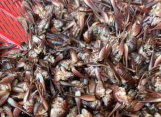 Rare Tree-Climbing Shrimp in Lạng Sơn: A Gourmet Delight at Half a Million Dong per Kilogram