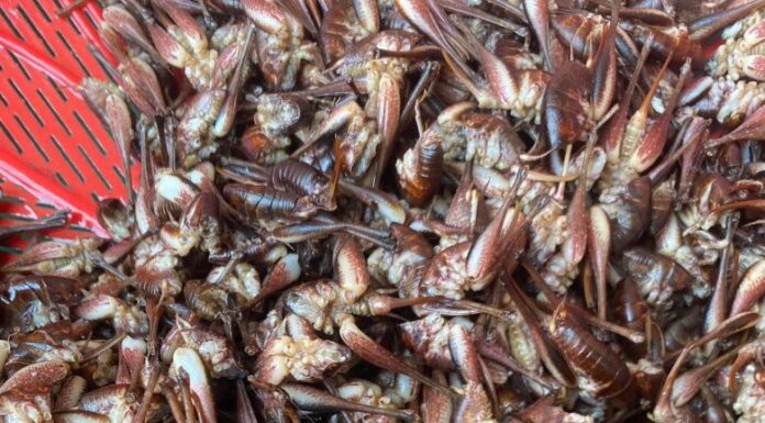 Rare Tree-Climbing Shrimp in Lạng Sơn: A Gourmet Delight at Half a Million Dong per Kilogram