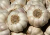 “Buy Bulk Garlic? Remember These 5 Tips to Keep It Fresh and Sprout-Free All Year Round”