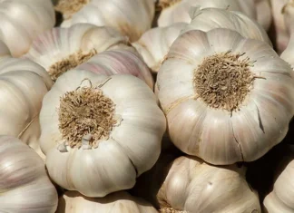 “Buy Bulk Garlic? Remember These 5 Tips to Keep It Fresh and Sprout-Free All Year Round”