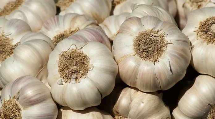 “Buy Bulk Garlic? Remember These 5 Tips to Keep It Fresh and Sprout-Free All Year Round”