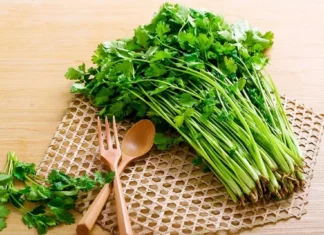 “Buy Fresh Cilantro? Skip the Fridge! Simple Steps to Keep It Vibrant and Fresh Longer”