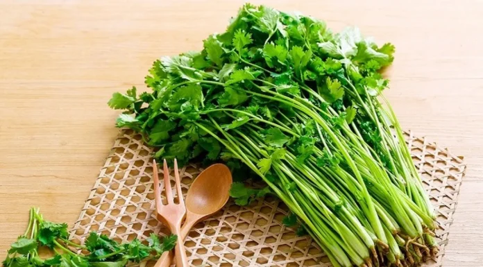 “Buy Fresh Cilantro? Skip the Fridge! Simple Steps to Keep It Vibrant and Fresh Longer”