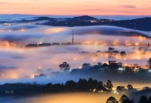 November in Da Lat: The Peak of Beauty with Wild Sunflowers, Roses, and Morning Mist
