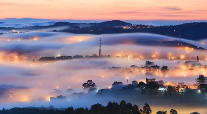 November in Da Lat: The Peak of Beauty with Wild Sunflowers, Roses, and Morning Mist