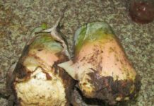 “Once a Humble Hunger-Fighter, Now a Canned Delicacy: City Dwellers Crave This Rural Specialty”