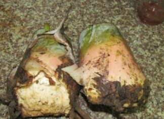 “Once a Humble Hunger-Fighter, Now a Canned Delicacy: City Dwellers Crave This Rural Specialty”