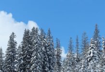 Why the Evergreen Tree Became the Iconic Symbol of Christmas