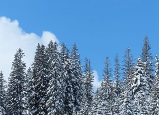 Why the Evergreen Tree Became the Iconic Symbol of Christmas