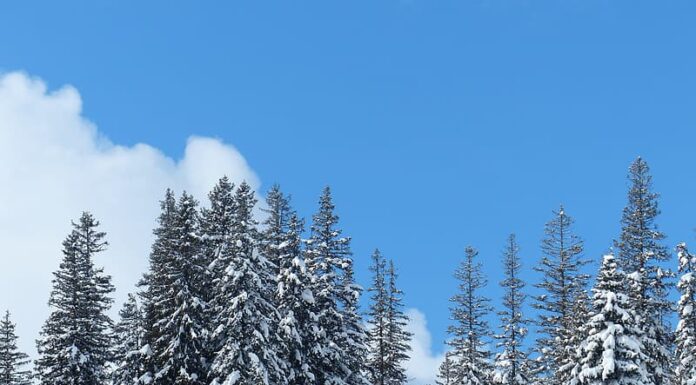 Why the Evergreen Tree Became the Iconic Symbol of Christmas