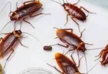 Effective Cockroach Control Methods for Apartments