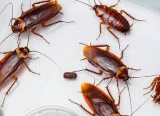 Effective Cockroach Control Methods for Apartments