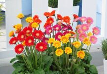 Top 20 Beautiful and Easy-to-Grow Flowers in Vietnam