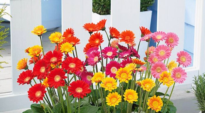 Top 20 Beautiful and Easy-to-Grow Flowers in Vietnam