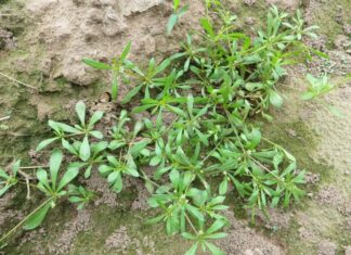 Wild Roadside Herb with Unique Flavor Becomes Urban Health Delicacy