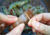 Should You Remove the Vein from Large Shrimp? Insights from a Seasoned Fisherman