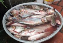 “Hometown Fish Surpasses Salmon in Taste, Once Overlooked Now a City Delicacy at Just $2.50/kg”