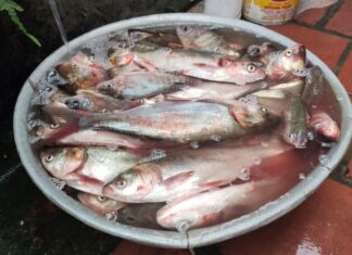 “Hometown Fish Surpasses Salmon in Taste, Once Overlooked Now a City Delicacy at Just $2.50/kg”