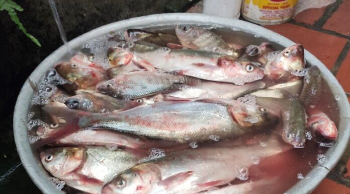 “Hometown Fish Surpasses Salmon in Taste, Once Overlooked Now a City Delicacy at Just $2.50/kg”